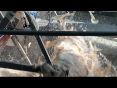 Животное кожица съедобные желатиновые стабилизаторы желатин гидролизат халяль